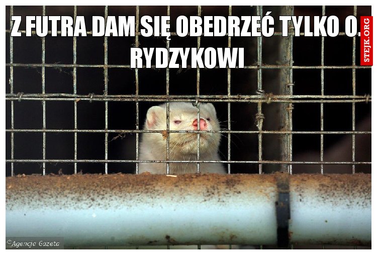 z futra dam się obedrzeć tylko o. Rydzykowi