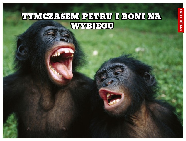 tymczasem petru i boni na wybiegu