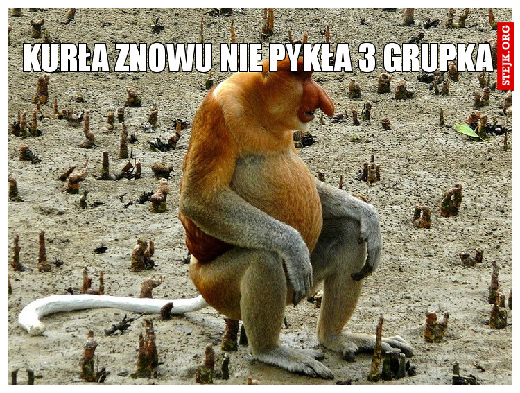 Kurła znowu nie pykła 3 grupka