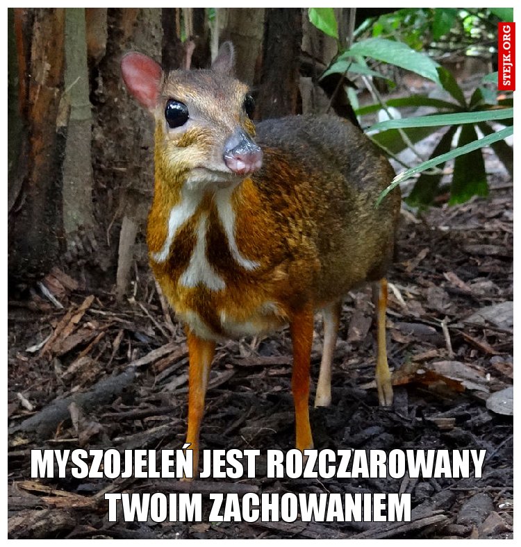 myszojeleń jest rozczarowany twoim zachowaniem