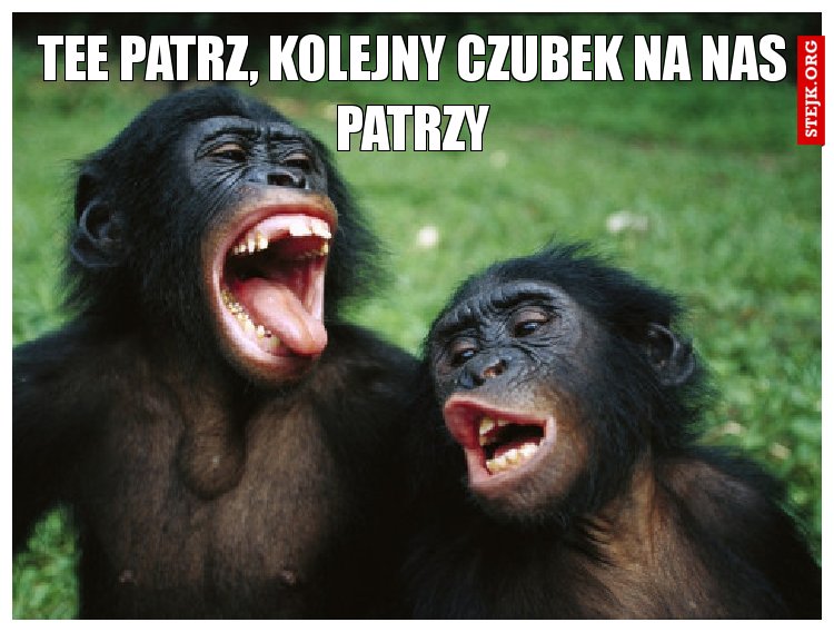 Tee patrz, kolejny czubek na nas patrzy