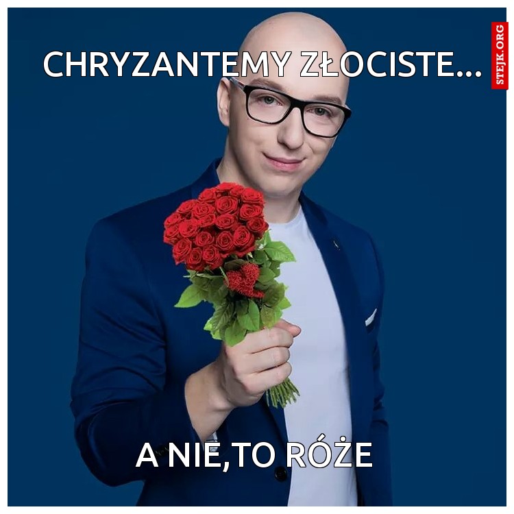 Chryzantemy złociste...