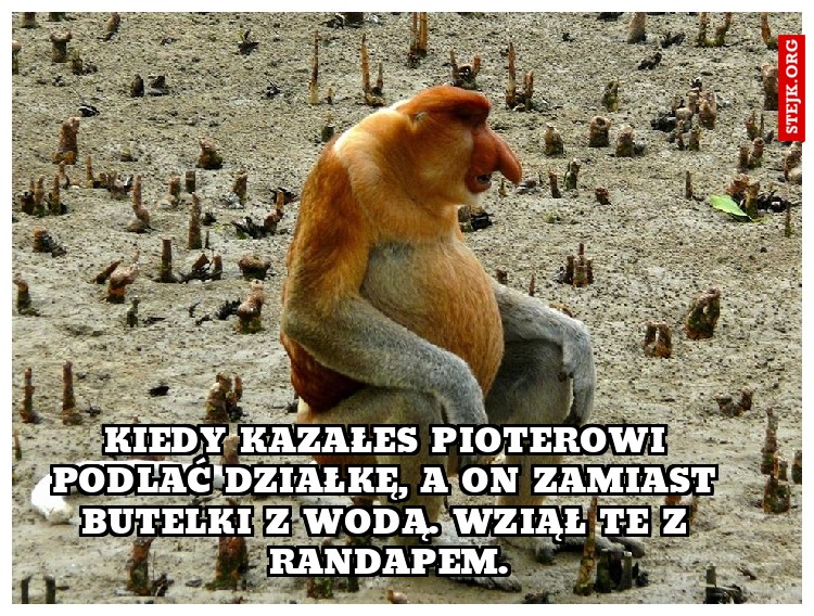 Kiedy kazałeś Pioterowi podlać działkę, a on zamiast butelki z wodą. Wziął te z randapem.