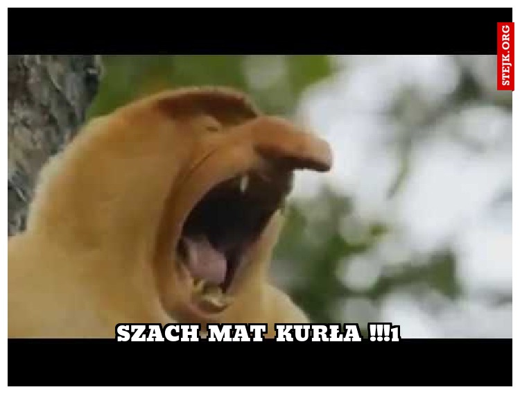 szach mat kurła !!!1