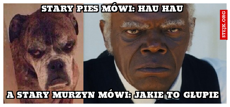 STARy pies mówi: HAU HAU