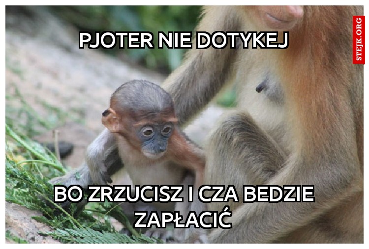 Pjoter nie dotykej