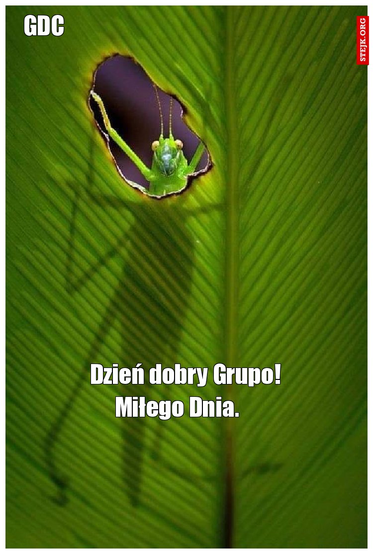 Dzień dobry Grupo!