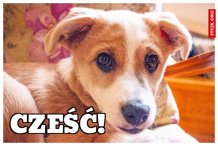 Cześć!