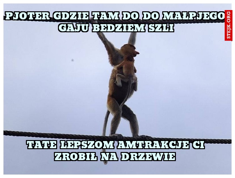 Pjoter gdzie tam do do małpjego gaju bedziem szli