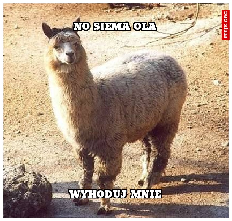 No siema ola