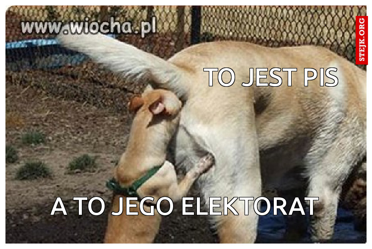 to jest pis