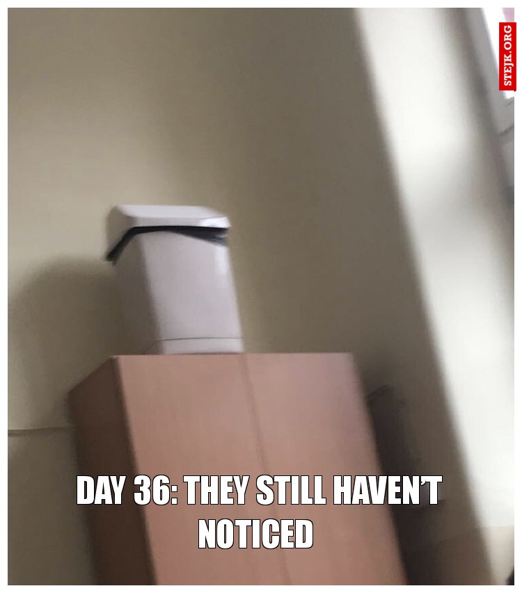 Day 36: they still haven’t noticed 
