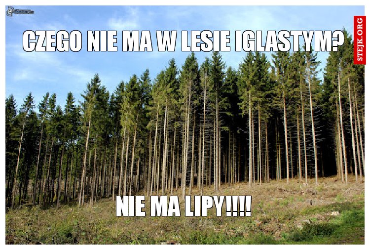 CZEGO NIE MA W LESIE IGLASTYM?