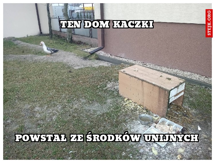 TEN DOM KACZKI