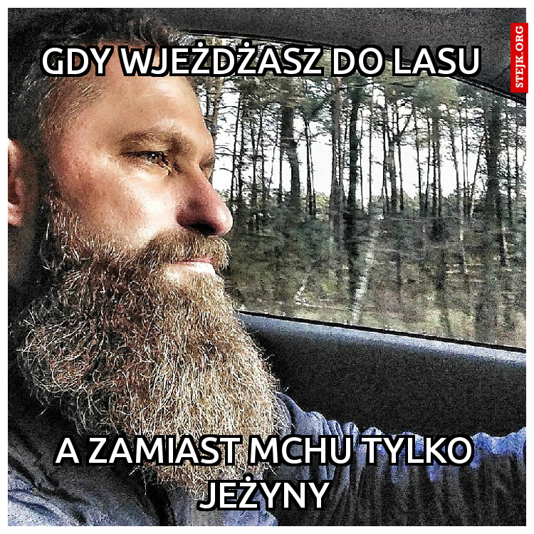 gdy wjeżdżasz do lasu 