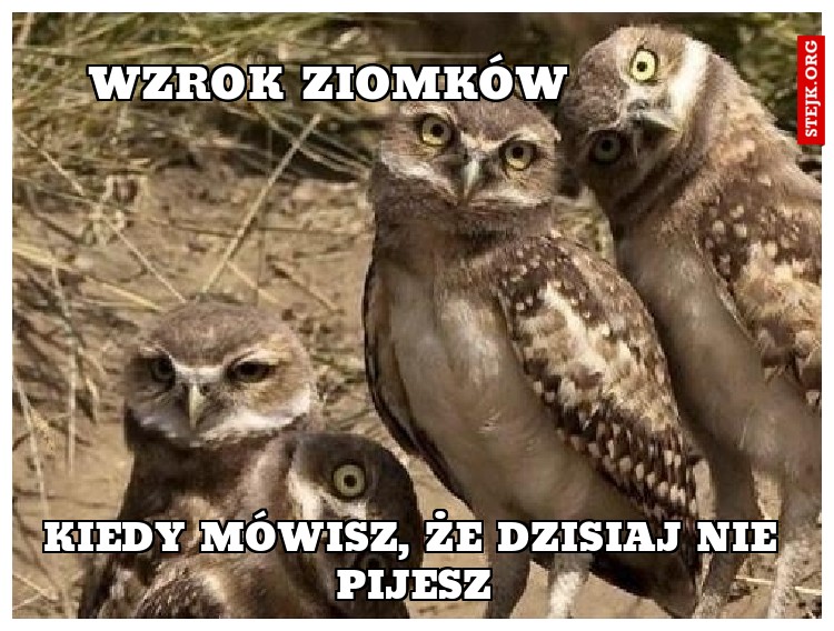 Wzrok ziomków