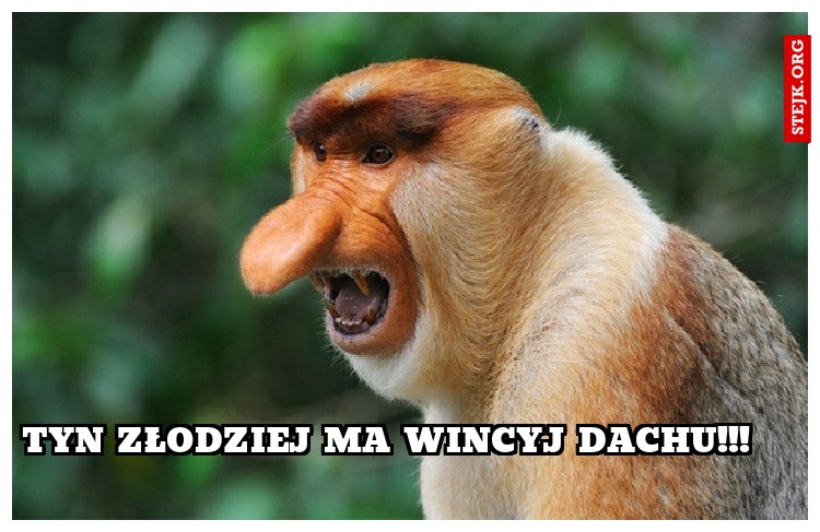 Tyn złodziej ma wincyj dachu!!!