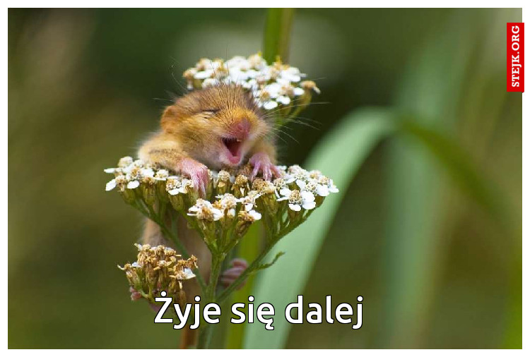 Żyje się dalej