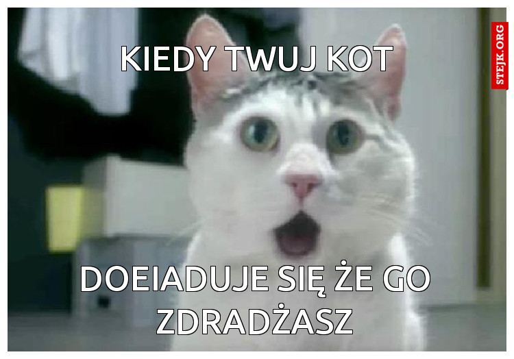 kiedy twuj kot