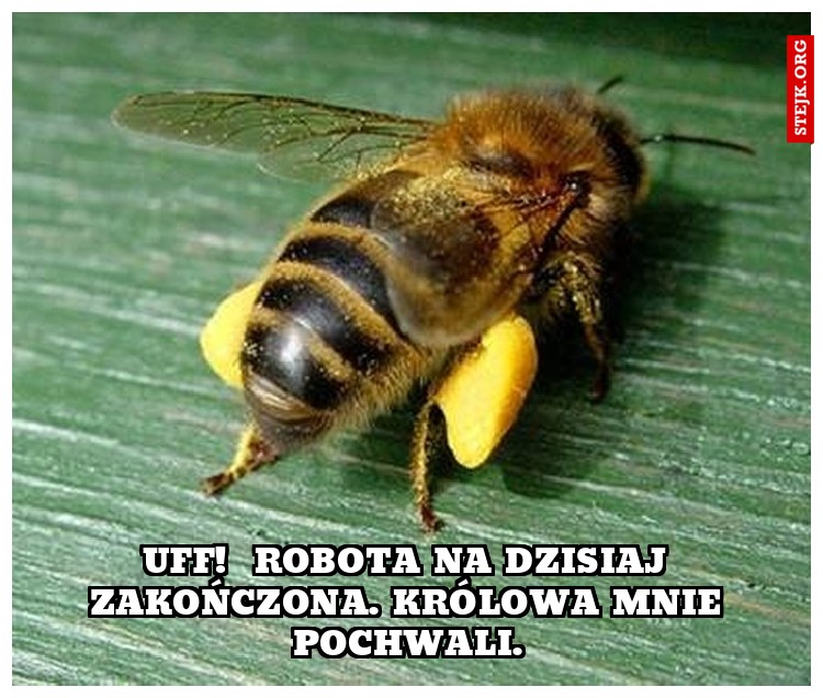 UFF!  Robota na dzisiaj zakończona. Królowa mnie pochwali.