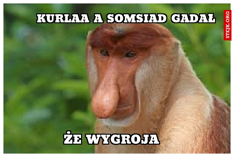 KURLAA A SOMSIAD GADAŁ