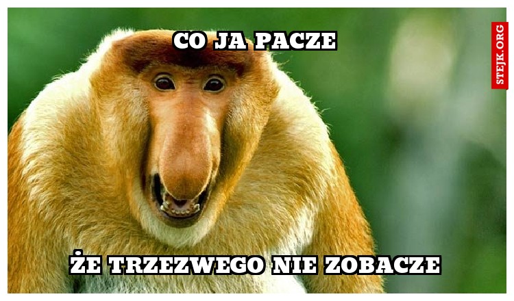 Co ja pacze