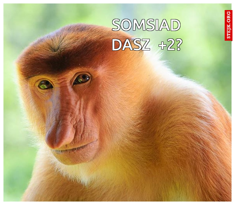 Somsiad dasz   2?