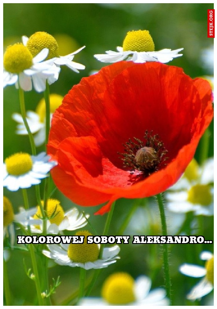 kolorowej soboty aleksandro...