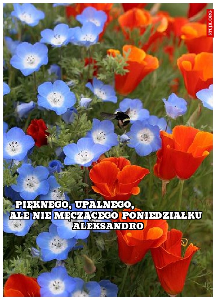 Pięknego, upalnego,                    ale nie męczącego poniedziałku  Aleksandro