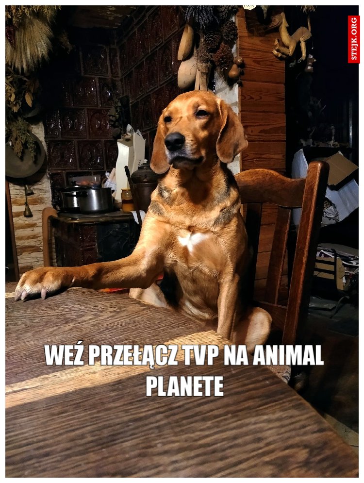Weź przełącz TVp na Animal Planete
