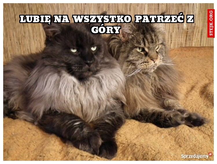 Lubię na wszystko patrzeć z góry 