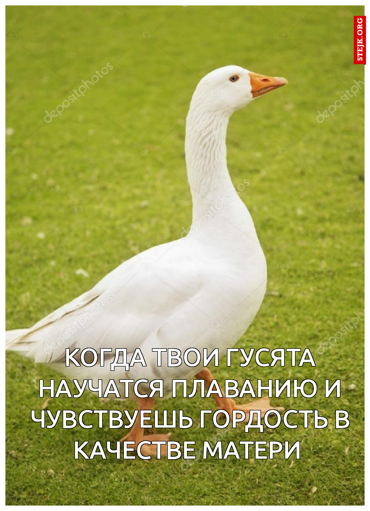 Когда твои гусята научатся плаванию и чувствуешь гордость в качестве матери 