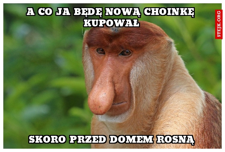 A co ja będę nową choinkę kupował