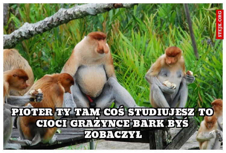 Pioter ty tam coś studiujesz to cioci Grażynce bark byś zobaczył