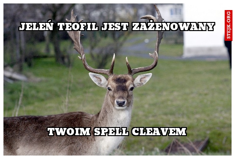 Jeleń teofil jest zażenowany