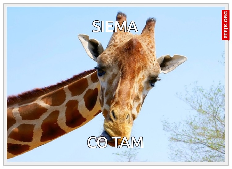 siema