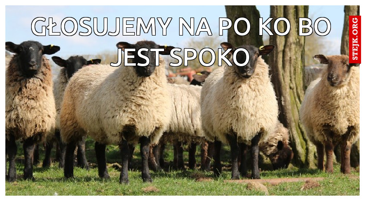 głosujemy na po ko bo jest spoko