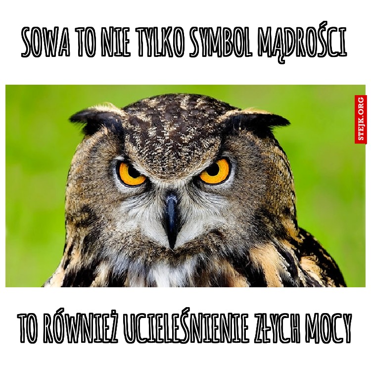 Sowa to nie tylko symbol mądrości