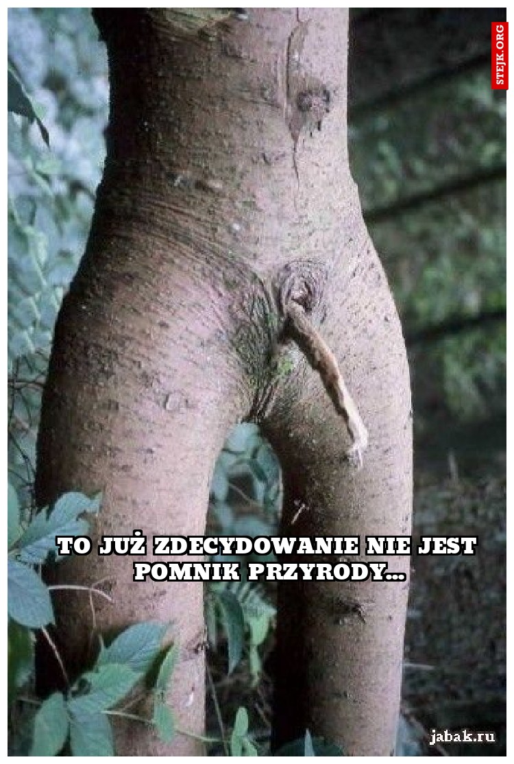 To już zdecydowanie nie jest pomnik przyrody...