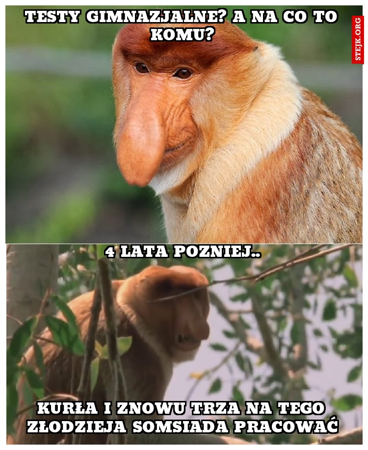 TESTY GIMNAZJALNE? a NA CO TO KOMU?