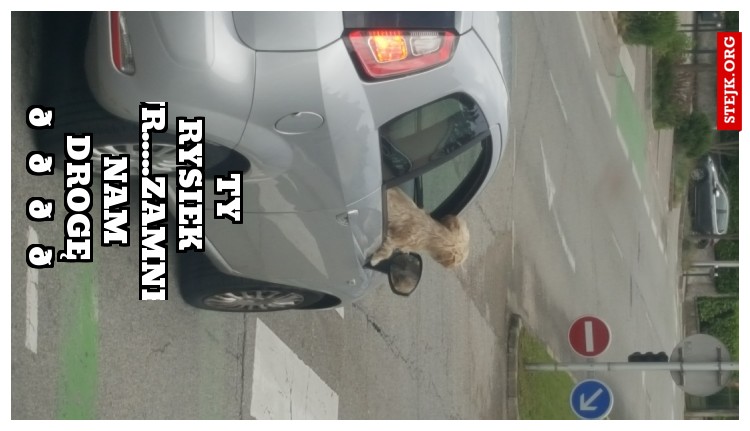 Ty Rysiek   kur.....zamneli nam drogę 