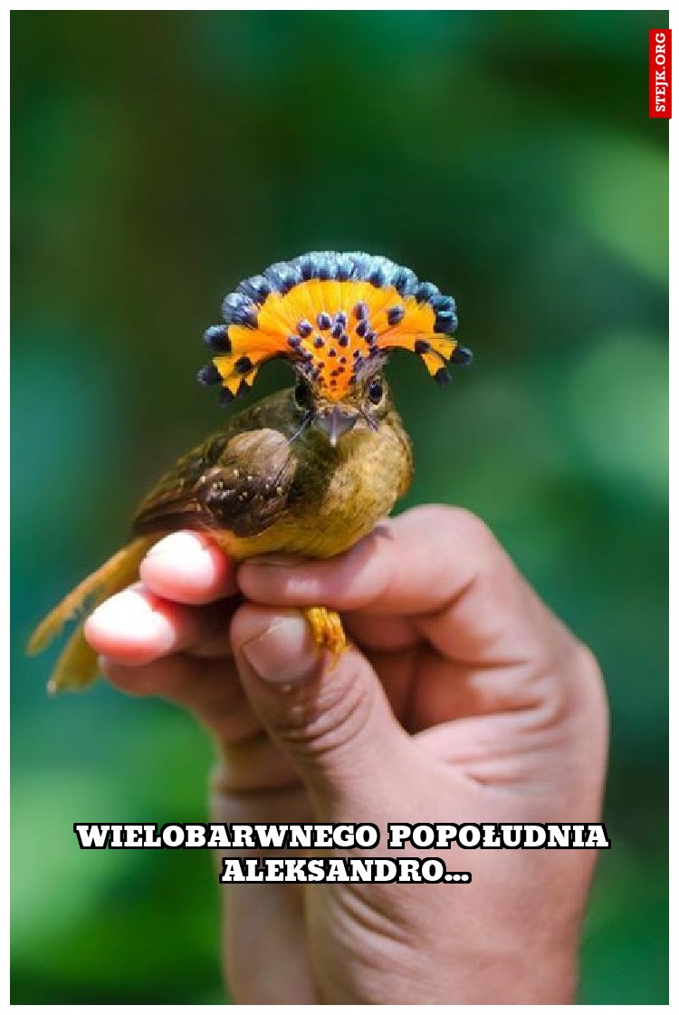 Wielobarwnego popołudnia Aleksandro...