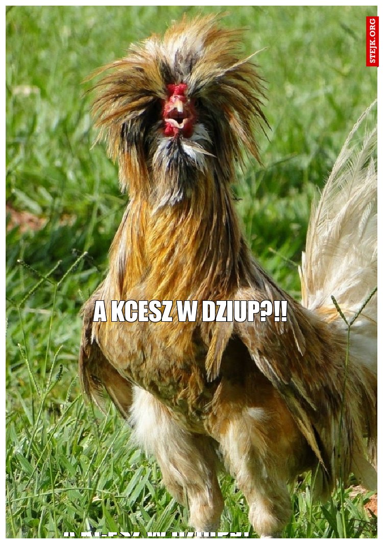A kcesz w dziup?! 