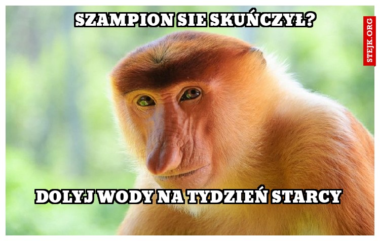 SZAMPION SIE SKUŃCZYŁ?