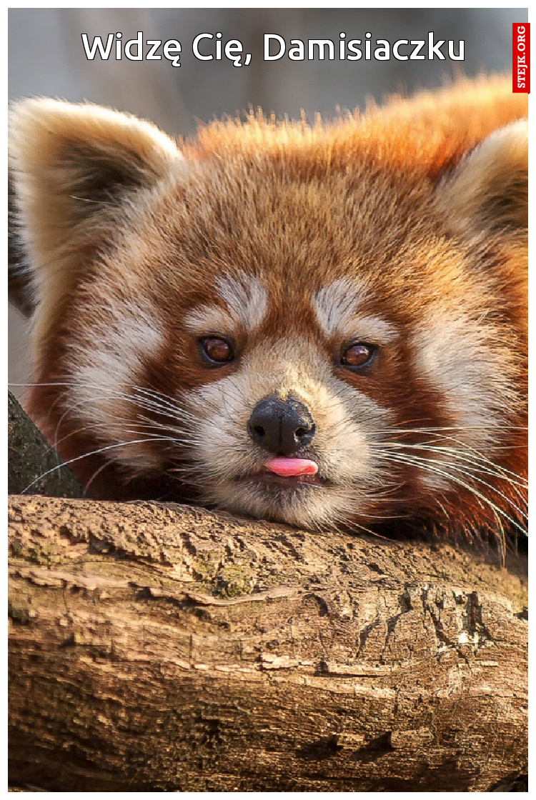 Widzę Cię, Damisiaczku
