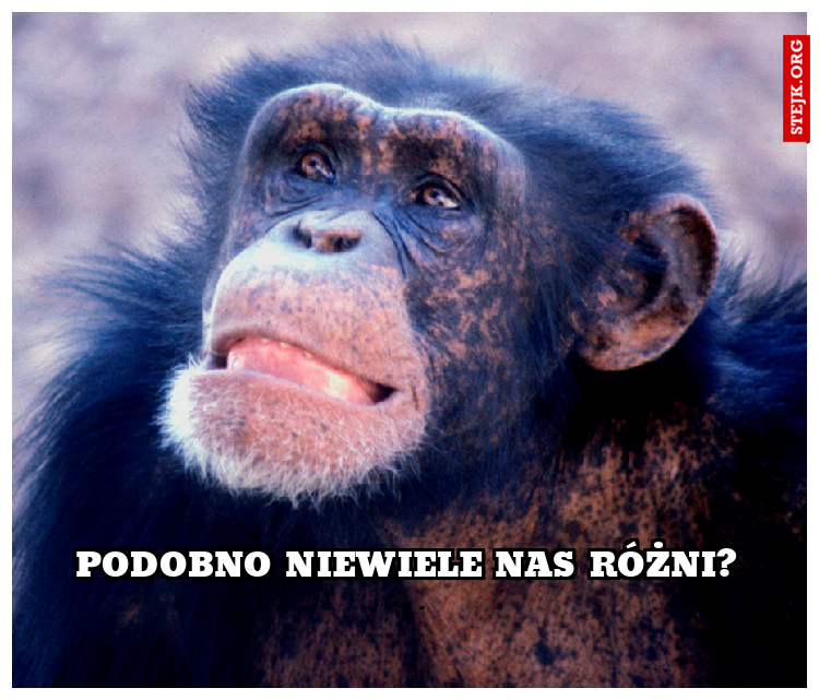 Podobno niewiele nas różni?