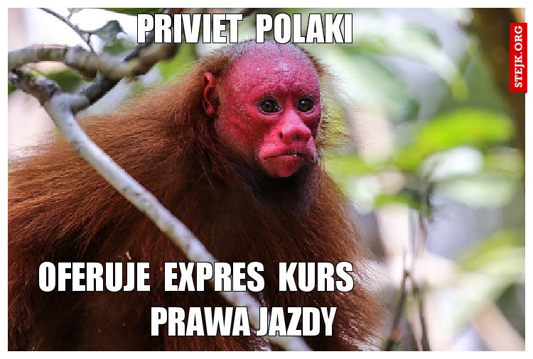 priviet  polaki
