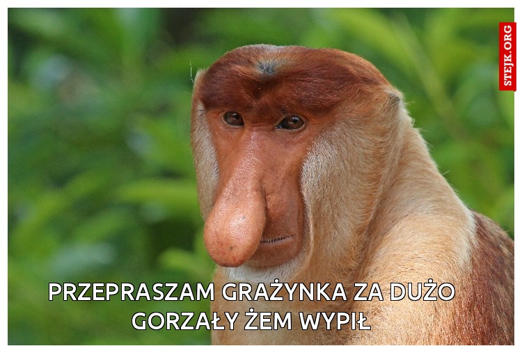 Przepraszam grażynka za dużo gorzały żem wypił