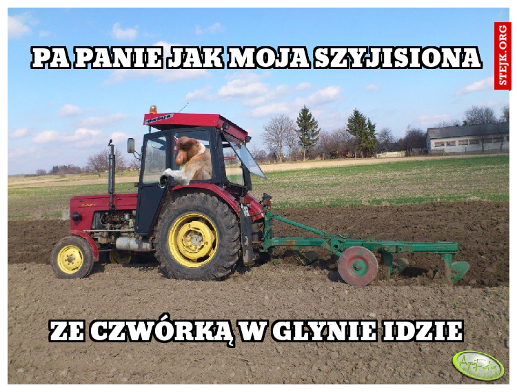 Pa panie jak moja szyjisiona