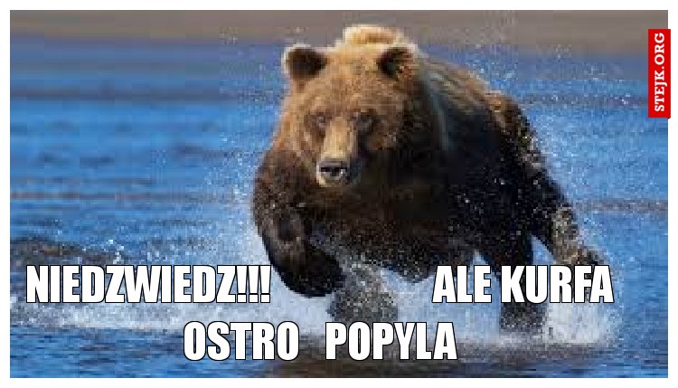 Niedzwiedz!!!                    Ale kurfa ostro   popyla